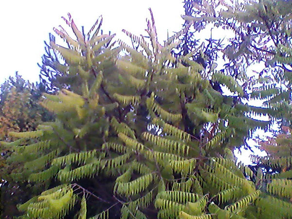 kp-ck7022-img 20111101 080729